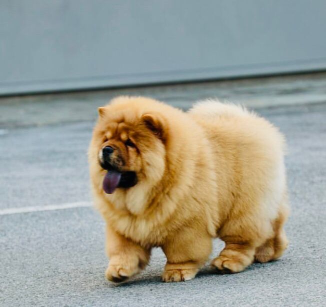 Red vs Cream Chow Chow Puppies