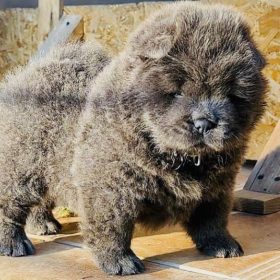 How to Choose a Reputable Chow Chow Breeder