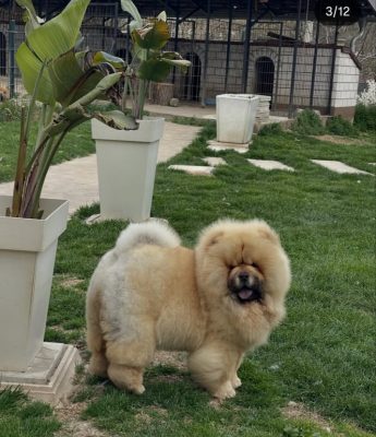 Chow Chow Puppies North York
