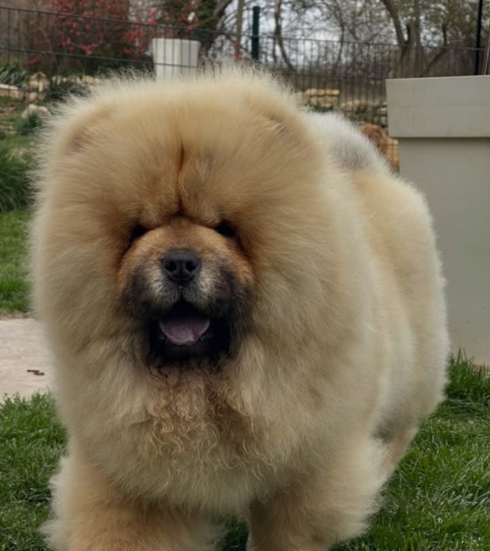 Chow Chow Puppies in Mississauga