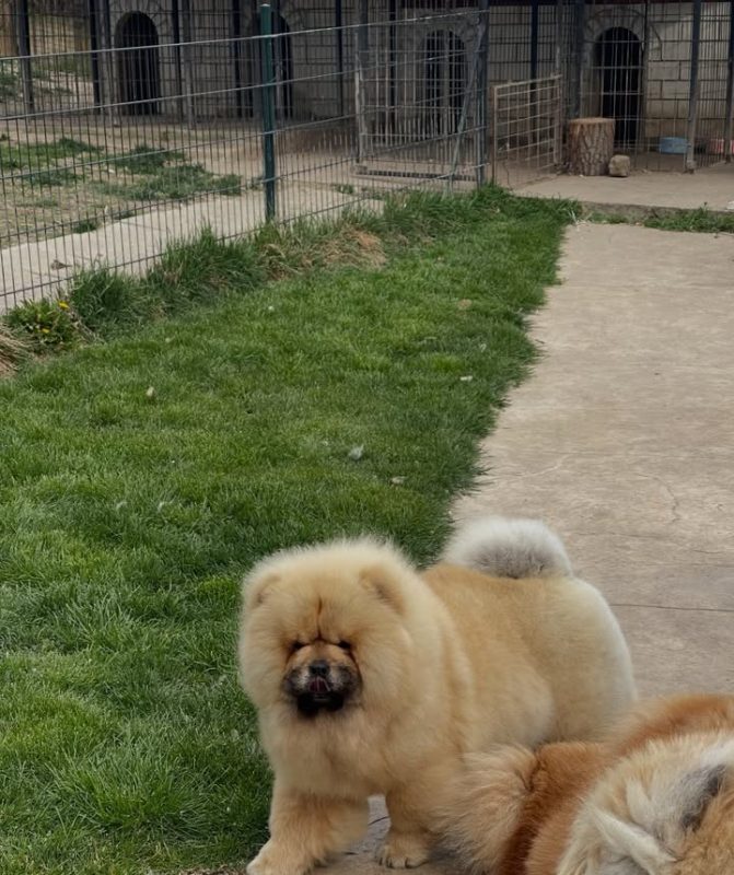 Best food for Chow Chow puppies