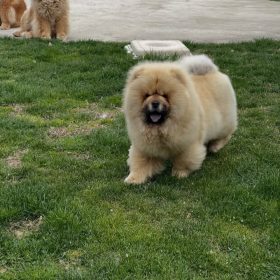 Chow Chow Puppies for Sale in Toronto