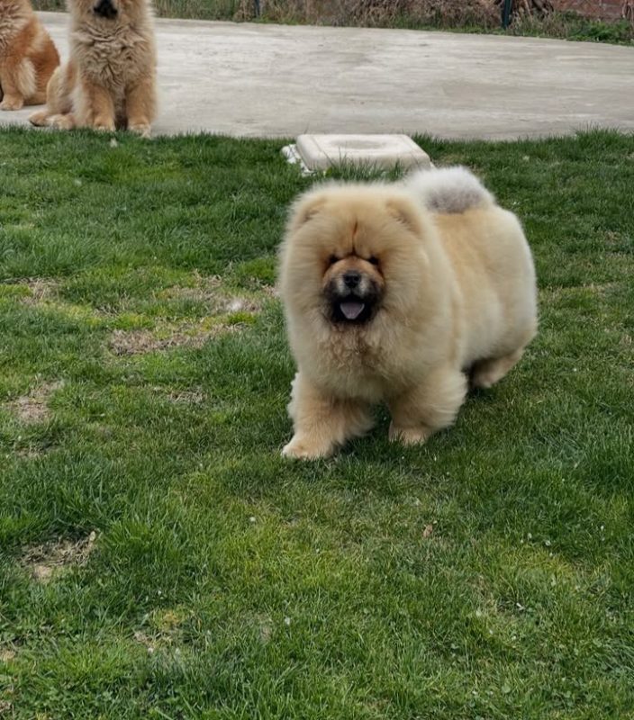 Chow Chow Puppies for Sale in Toronto