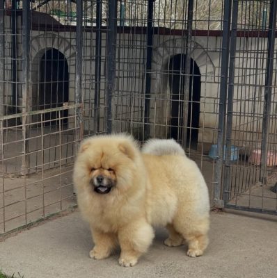 Chow Chow Temperament with Kids