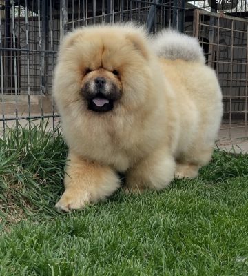 chow chow breeder toronto