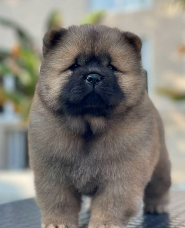 Chow Chow Puppies in Quebec