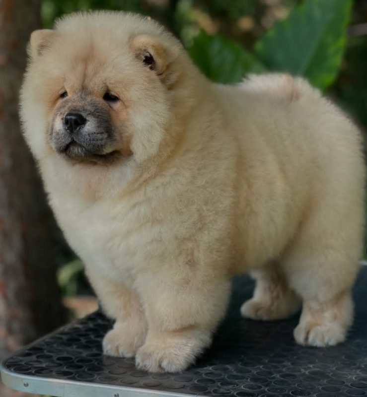 Chow Chow Puppies for Sale in Ottawa