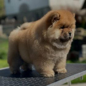 chow chow puppy breeder