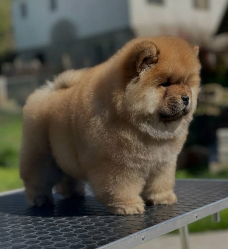 Chow Chow Puppies for Sale in Montreal