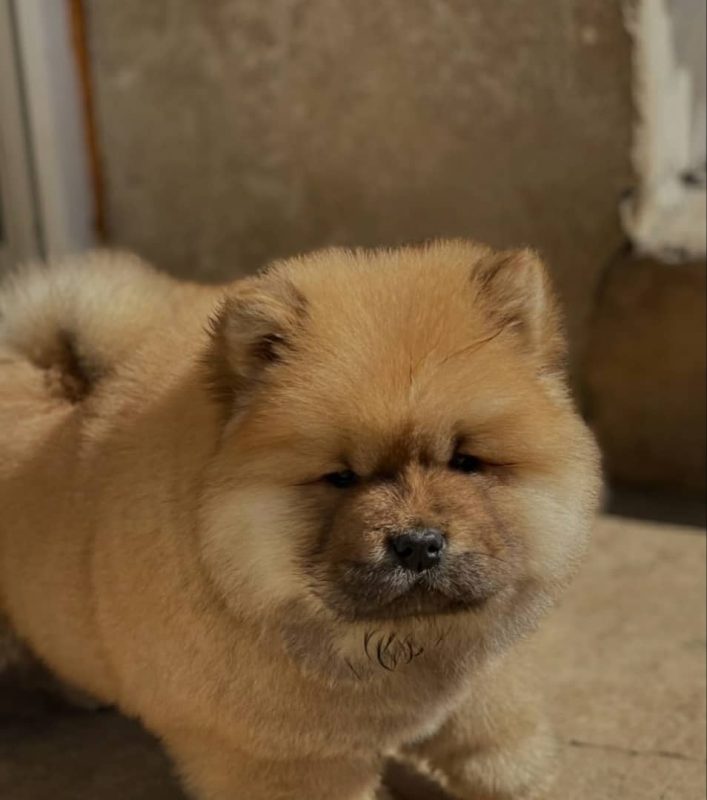 Chow Chow Puppies for Sale in Vancouver