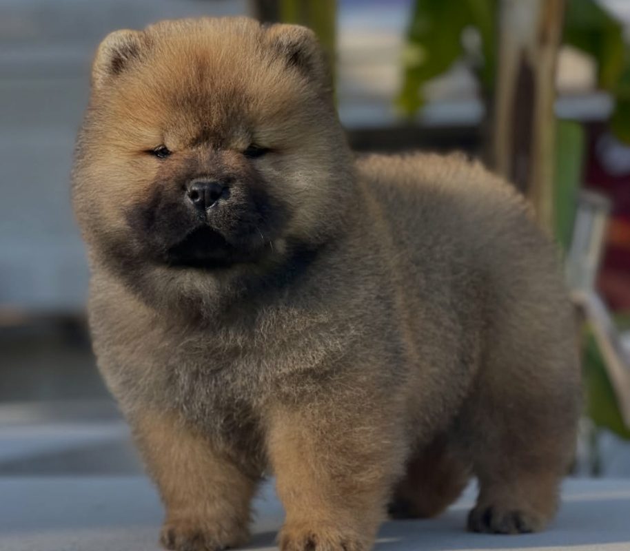 Buy Chow Chow Puppies in Quebec